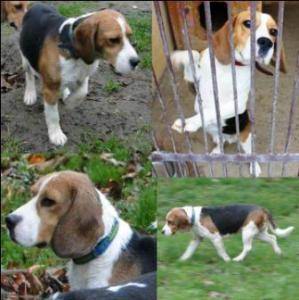 Znaleziono młodego samca beagle w Poznaniu!