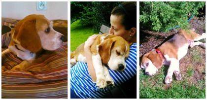 UWAGA WARSZAWA - ZAGINĄŁ PIES BEAGLE OWEN!