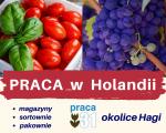 Pakowacz/ka owoców i warzyw Holandia