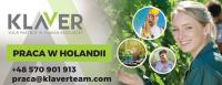 Produkcja sortownie, pakownie, order picker Holandia