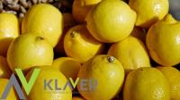 Pakowanie owoców - prace produkcyjne Holandia okolice Hagi/Rotterdamu