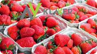 Sortowanie owoców i warzyw – prace produkcyjne Holandia