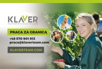 Zbiór szparagów – praca w Holandii od zaraz