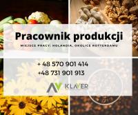 Sortowanie warzyw i owoców/Pakowanie  – Bez doświadczenia. Holandia