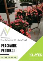 Praca w Holandii od zaraz magazyny, produkcja, kwiaty, owoce i warzywa !!