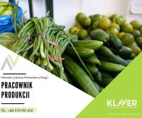 Praca w Holandii- od zaraz! Produkcja, ogrodnictwo, order picker
