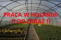 Praca w ogrodnictwie w Holandii  – bonus 90 euro - szklarnia