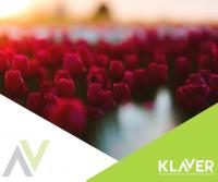 Prace produkcyjne -cebulki kwiatowe w Berkhout.Hoorn