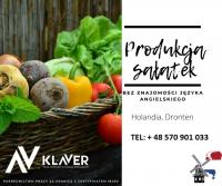 Produkcja sałatek- praca od zaraz- Holandia, Dronten
