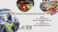 Praca w Holandii od zaraz Den Haag produkcja!