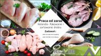 Prace produkcyjne przy mięsie w Holandii i Niemczech