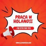 Holandia- praca przy sortowaniu owoców i warzyw