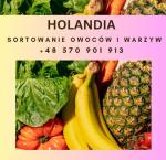 Praca przy Pakowaniu Owoców w Holandii – Bez Doświadczenia