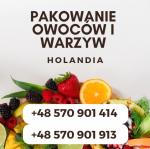 Oferta pracy w Holandii- Start OD zaraz! Haga, Rotterdam, Westland